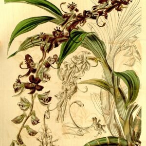 Bloeiende Cycnoches egertonianum orchidee met witte en paarse bloemen.