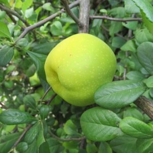 Kweepeer fruit op een tak, Cydonia Oblonga.