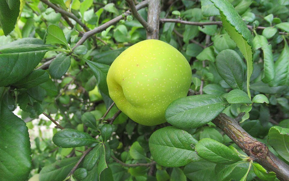 Kweepeer fruit op een tak, Cydonia Oblonga.