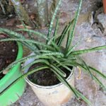 Sansevieria cylindrica plant in a pot with cylindrical leaves.