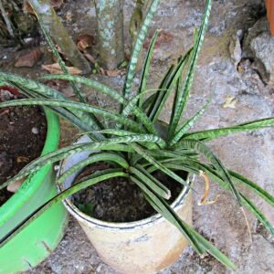 Sansevieria cylindrica plant in a pot with cylindrical leaves.