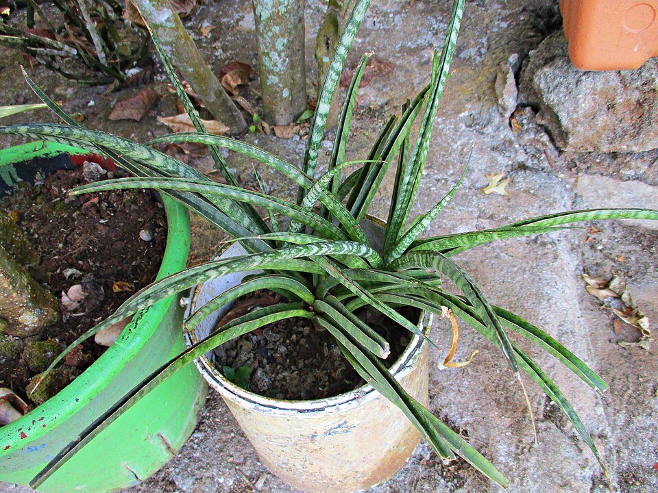 Sansevieria cylindrica plant in a pot with cylindrical leaves.
