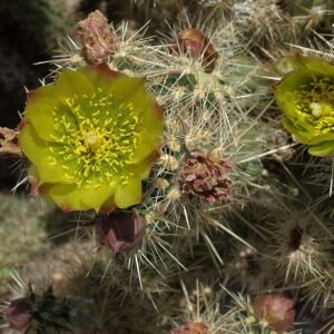 Cylindropuntia bernardina cactus met rode bloemen en groene stengels.