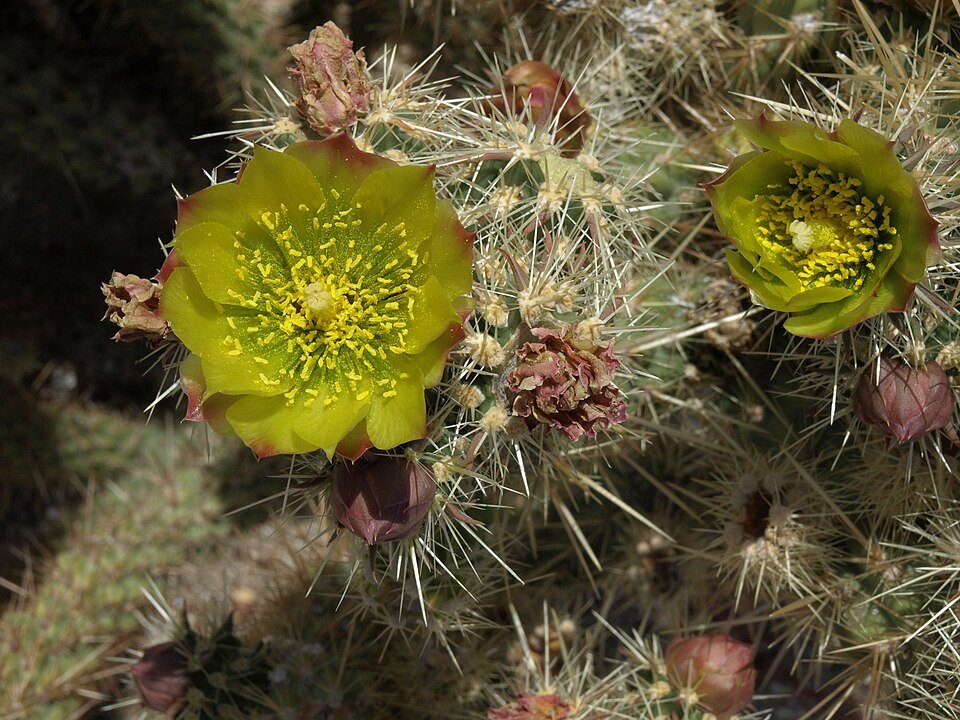 Cylindropuntia bernardina cactus met rode bloemen en groene stengels.