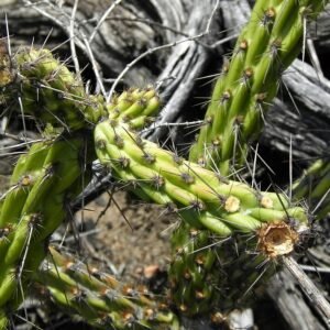 Cylindropuntia californica cactus met platte groene stengels en gele bloemen.