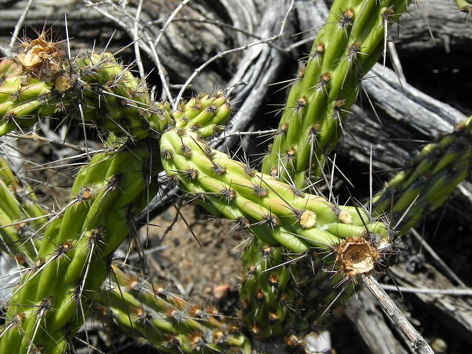 Cylindropuntia californica cactus met platte groene stengels en gele bloemen.