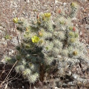 Cactussen met heldergroene stekelige bladeren in woestijnlandschap.