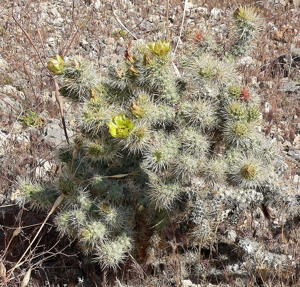 Cactussen met heldergroene stekelige bladeren in woestijnlandschap.