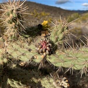 Groene cilindrische stammen en scherpe stekels van Cylindropuntia imbricata.