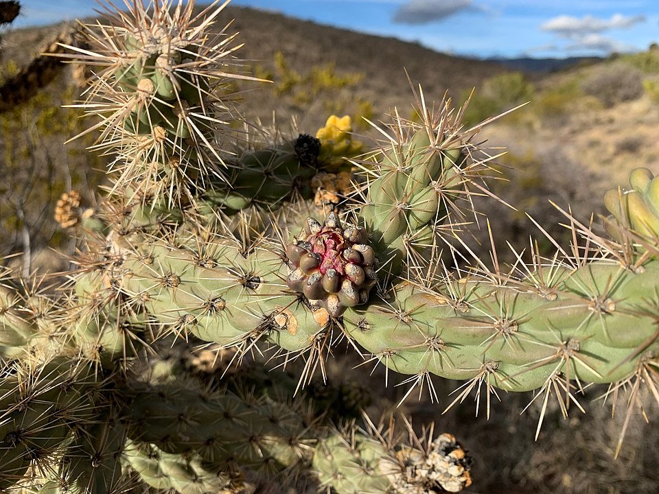 Groene cilindrische stammen en scherpe stekels van Cylindropuntia imbricata.