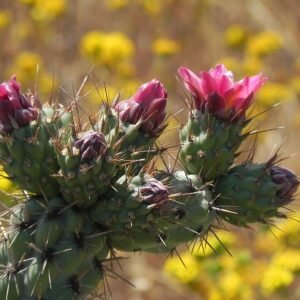 Cylindropuntia prolifera cactus met groene cilindrische stelen en kleine gele bloemen.