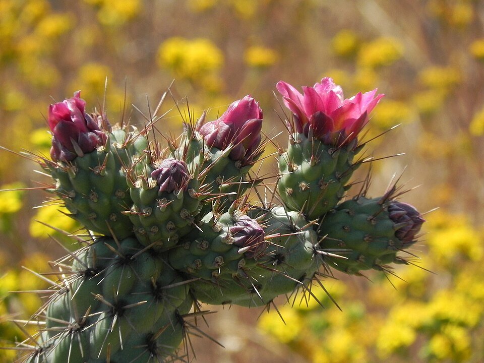 Cylindropuntia prolifera cactus met groene cilindrische stelen en kleine gele bloemen.