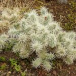 Cylindropuntia tunicata cactus met groene paddelachtige stelen en gele bloemen.