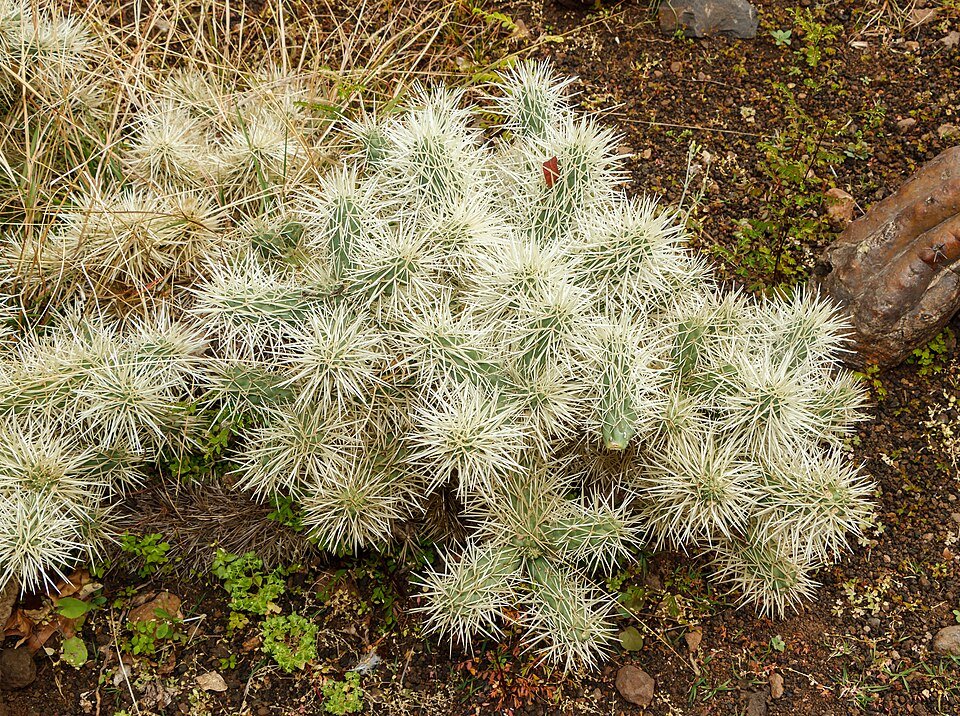 Cylindropuntia tunicata cactus met groene paddelachtige stelen en gele bloemen.