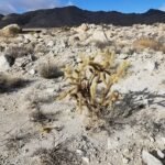 Cylindropuntia wolfii cactus met lange stengels en gele bloemen.