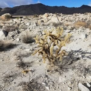Cylindropuntia wolfii cactus met lange stengels en gele bloemen.