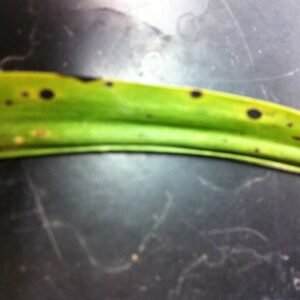 Cymbidium mosaic virus on orchid leaf with yellow spots.