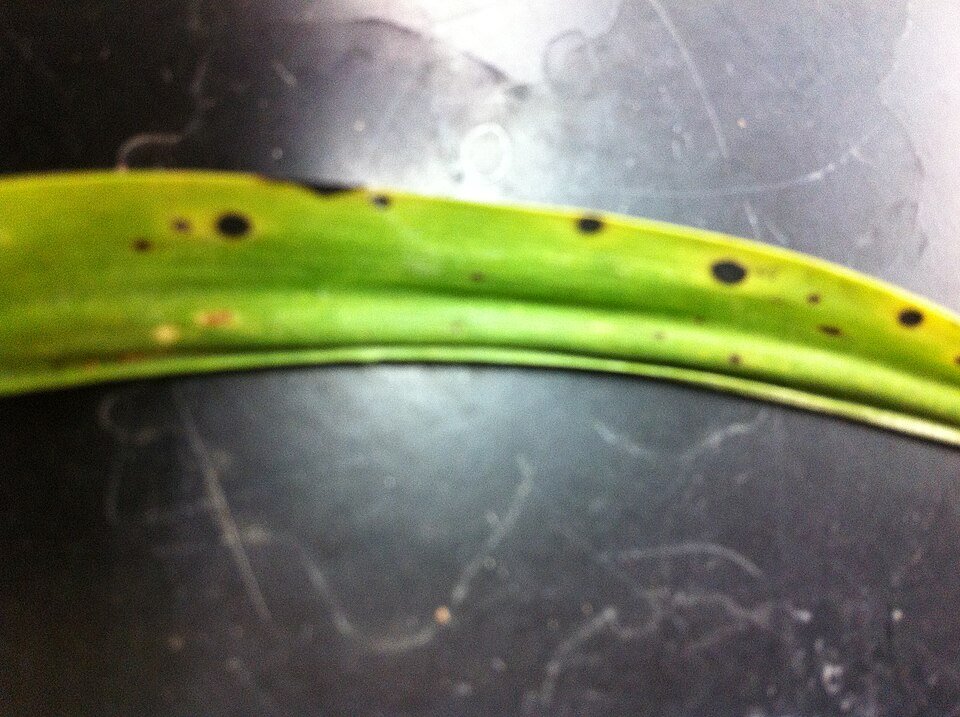 Cymbidium mosaic virus on orchid leaf with yellow spots.