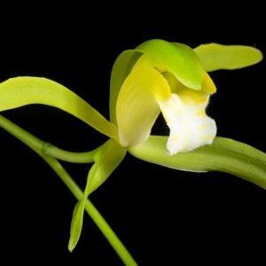 Cymbidium erythraeum orchidee bloeit met gele bloemen en groene bladeren op een bloemsteel.
