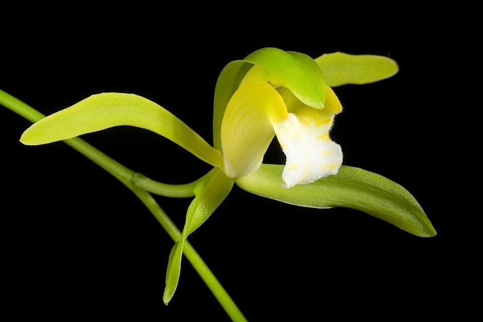 Cymbidium erythraeum orchidee bloeit met gele bloemen en groene bladeren op een bloemsteel.