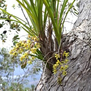 Cymbidium suave orchidee met groene bladeren en lichtgele bloemen.