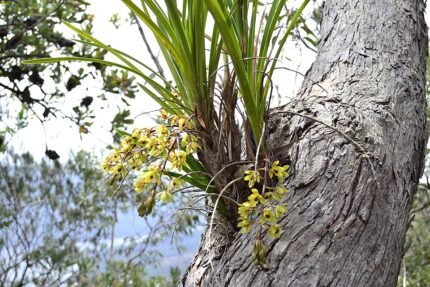 Cymbidium suave orchidee met groene bladeren en lichtgele bloemen.