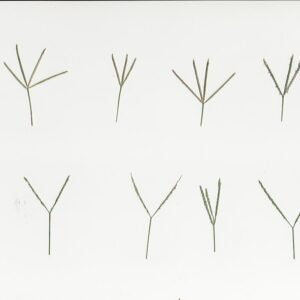 Digitaria didactyla gras vergeleken met Cynodon gras.