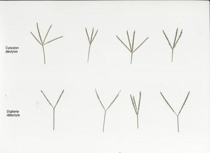 Digitaria didactyla gras vergeleken met Cynodon gras.