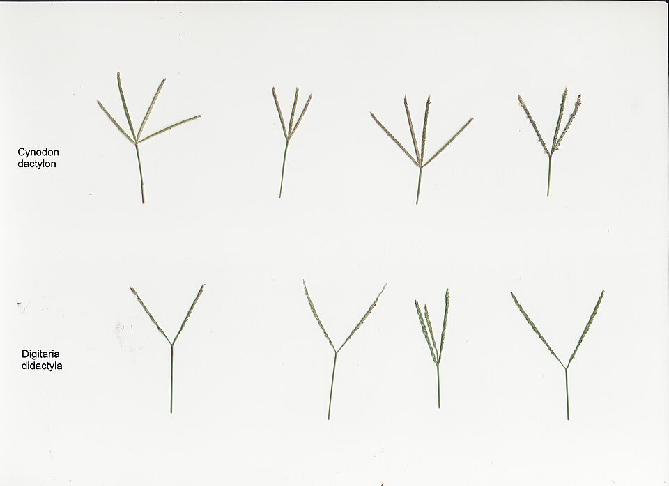 Digitaria didactyla gras vergeleken met Cynodon gras.