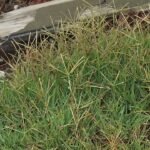 Levendig groen Handjesgrasveld met lange platte bladeren en wortelstokken.