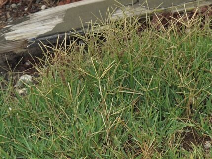 Levendig groen Handjesgrasveld met lange platte bladeren en wortelstokken.