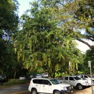 Cynometra lenticellata plant met groene bladeren en rode bloemen.