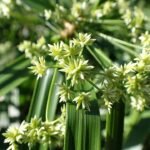 Cyperus alternifolius bloem in Ishigaki Okinawa, groenachtige bloeiwijze met smalle bladeren.