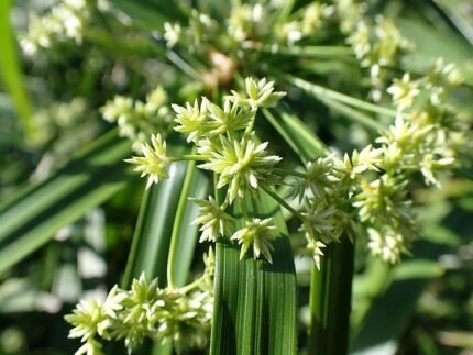 Cyperus alternifolius bloem in Ishigaki Okinawa, groenachtige bloeiwijze met smalle bladeren.