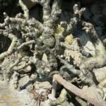 Cyphostemma juttae plant in Monaco, zonnige standplaats.