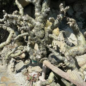 Cyphostemma juttae plant in Monaco, zonnige standplaats.