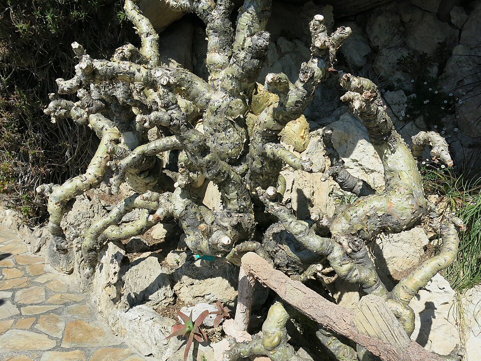 Cyphostemma juttae plant in Monaco, zonnige standplaats.
