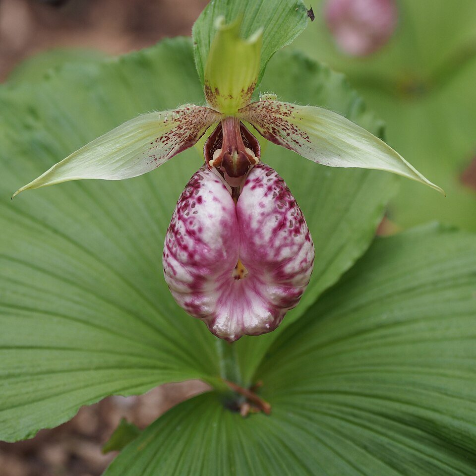 Cypripedium japonicum orchidee met unieke bloemen en groene bladeren.