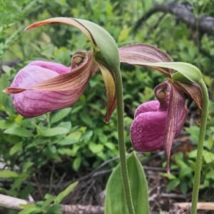 Bloeiende Cypripedium acaule orchidee in natuurlijke bosomgeving.