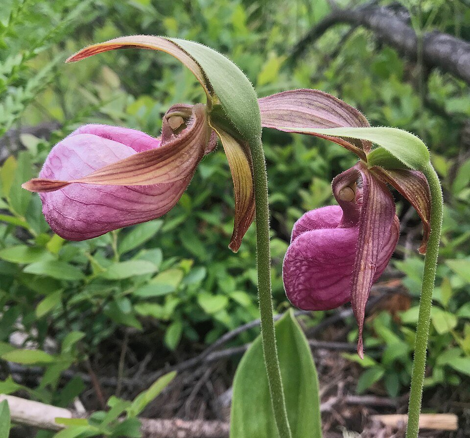 Bloeiende Cypripedium acaule orchidee in natuurlijke bosomgeving.
