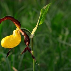 Elegante vrouwenschoen met gouden bloemmotief en winterhard label.
