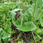Prachtige roze Cypripedium elegans orchidee met groene bladeren.