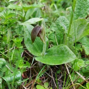 Prachtige roze Cypripedium elegans orchidee met groene bladeren.