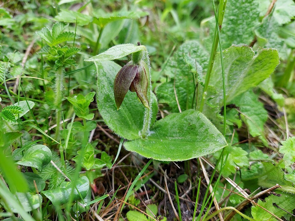 Prachtige roze Cypripedium elegans orchidee met groene bladeren.