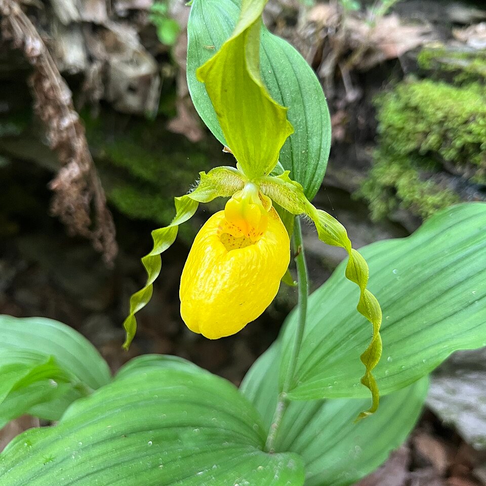 Cypripedium parviflorum orchidee in bloei met groene bladeren.