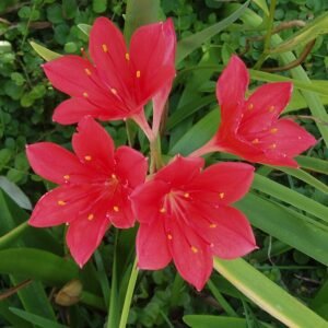 Cyrtanthus bloem in volle bloei met rode bloemblaadjes op groene stelen.