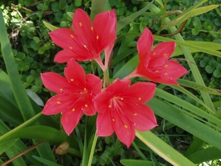 Cyrtanthus bloem in volle bloei met rode bloemblaadjes op groene stelen.