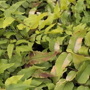 IJzervaren plant met winterhardheid, groene bladeren en gebogen vorm.