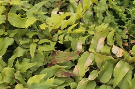 IJzervaren plant met winterhardheid, groene bladeren en gebogen vorm.