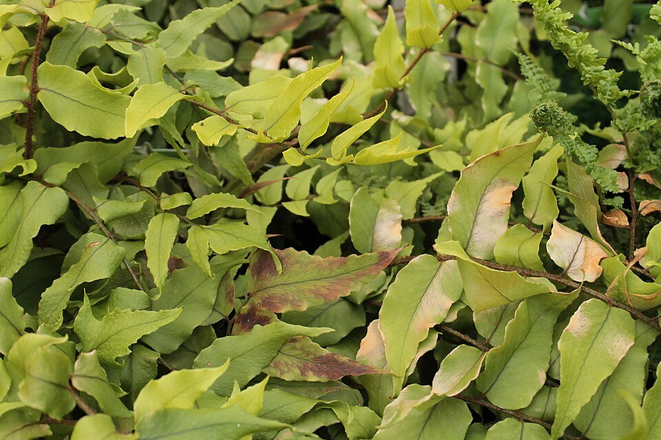 IJzervaren plant met winterhardheid, groene bladeren en gebogen vorm.
